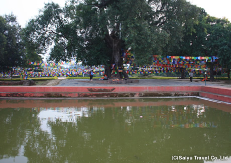 菩提樹とプスカリニ池