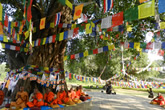世界遺産・チトワンとルンビニを巡る
ジャングルサファリと仏教聖地訪問2泊3日