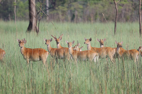 シュクラファンタ国立公園内の鹿の群